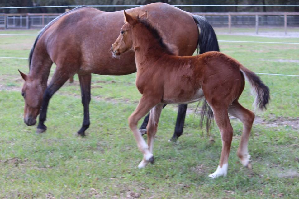 Hodges Horses - 2017 Filly Cindy Lu