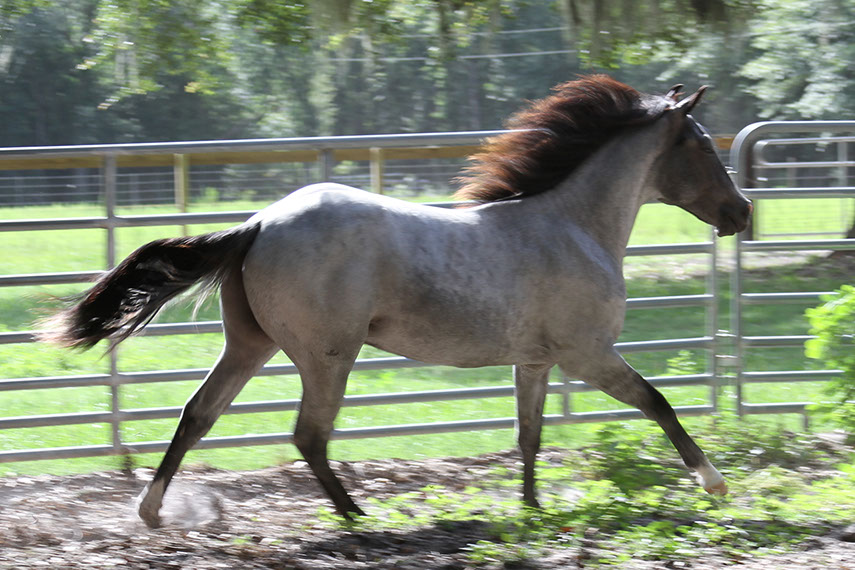 Hodges Horses - Cat Smart Boonsmal